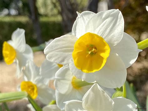 水仙 花|日本水仙を毎年きれいに咲かせるには？ 育て方や特徴、咲かな。